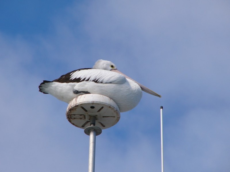 Australian pelican perch; DISPLAY FULL IMAGE.