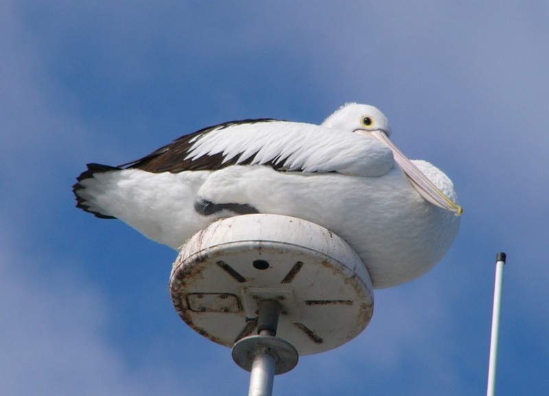 Australian pelican perch; DISPLAY FULL IMAGE.