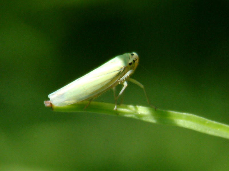 Treehopper {!--말매미충 약충-->; DISPLAY FULL IMAGE.