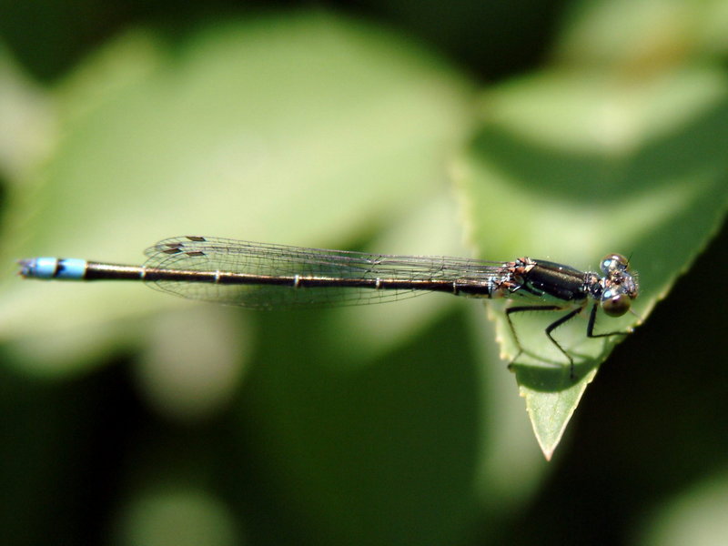 Damselfly {!--실잠자리-->; DISPLAY FULL IMAGE.