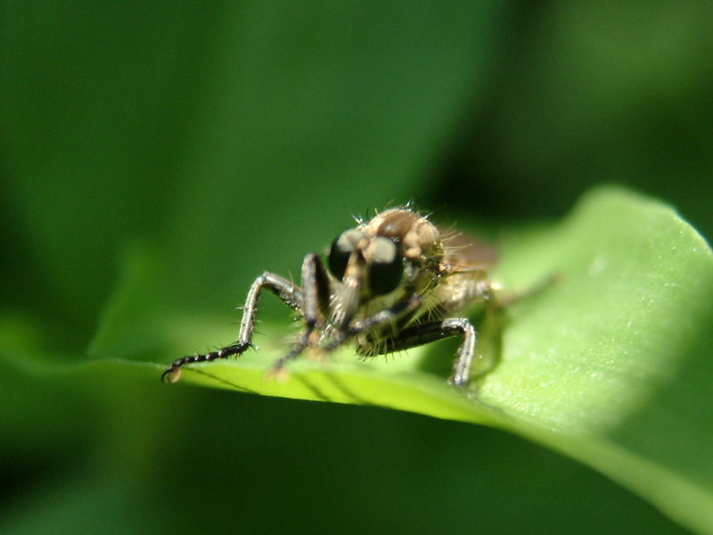 Robberfly {!--파리매 종류-->; DISPLAY FULL IMAGE.