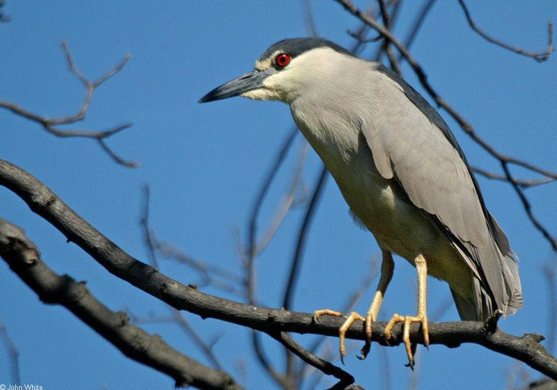 Black-crowned Night Heron (Nycticorax nycticorax)0006; DISPLAY FULL IMAGE.