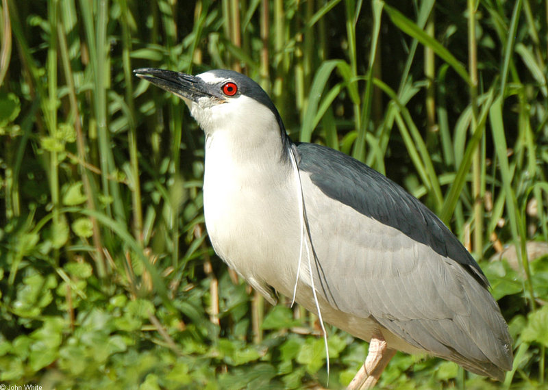 Black-crowned Night Heron (Nycticorax nycticorax)0007; DISPLAY FULL IMAGE.