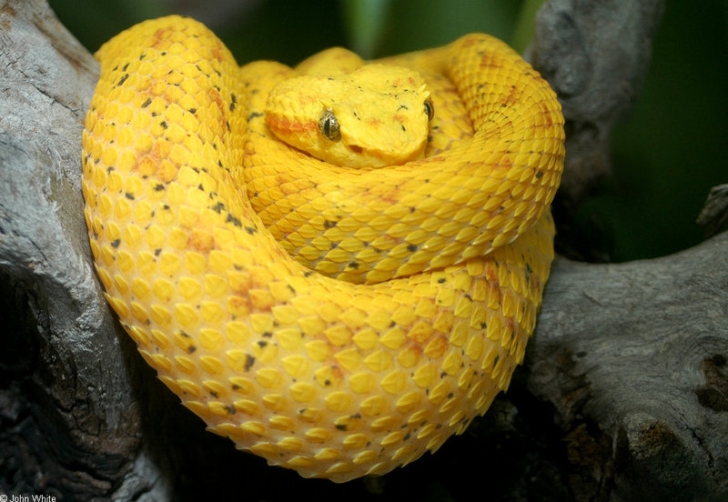 Eyelash Viper (Bothriechis schlegelii); DISPLAY FULL IMAGE.