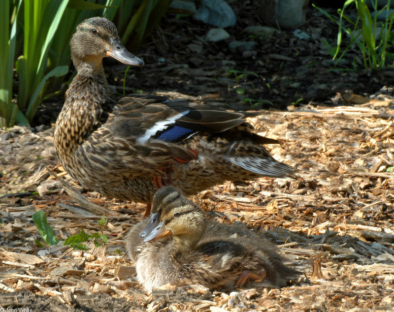 Mallard (Anas platyrhynchos)0004; DISPLAY FULL IMAGE.