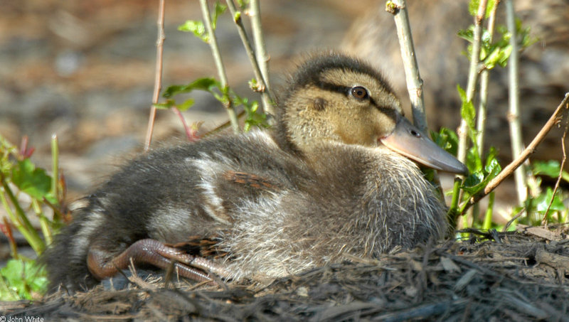 Mallard (Anas platyrhynchos)0005; DISPLAY FULL IMAGE.