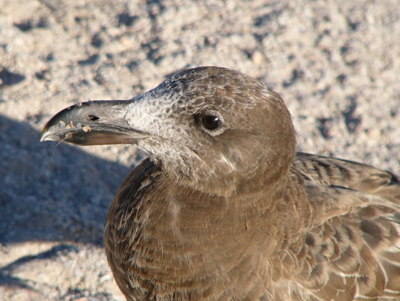 Molly 1 - Pacific Gull (Larus pacificus); DISPLAY FULL IMAGE.