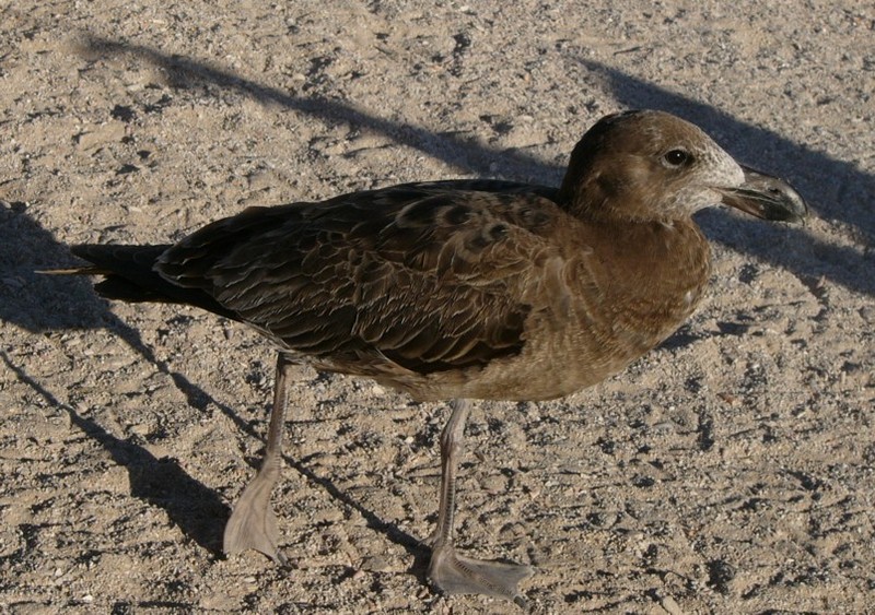 juvenile pacific gull; DISPLAY FULL IMAGE.