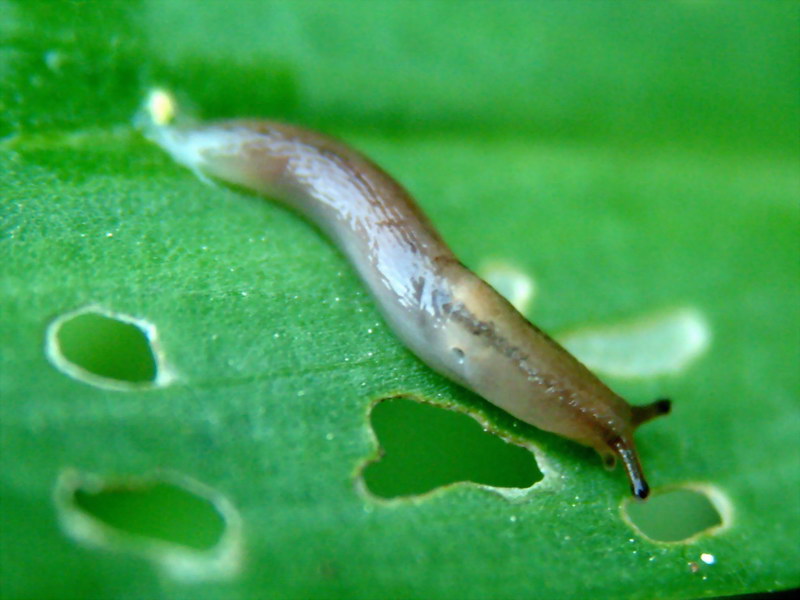 Incilaria confusa (Korean Land Slug) {!--민달팽이-->; DISPLAY FULL IMAGE.