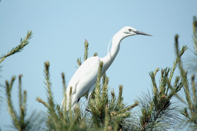 Egretta garzetta garzetta (Little Egret) {!--쇠백로-->; DISPLAY FULL IMAGE.