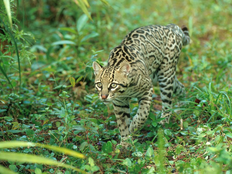 Hunting Ocelot, Belize; DISPLAY FULL IMAGE.