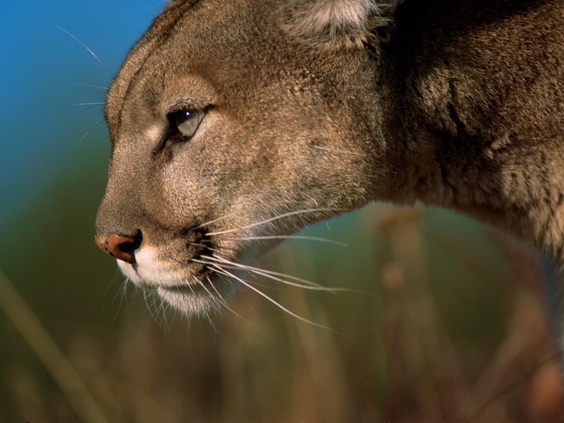 Mountain Lion, Flathead Valley, Montana; DISPLAY FULL IMAGE.