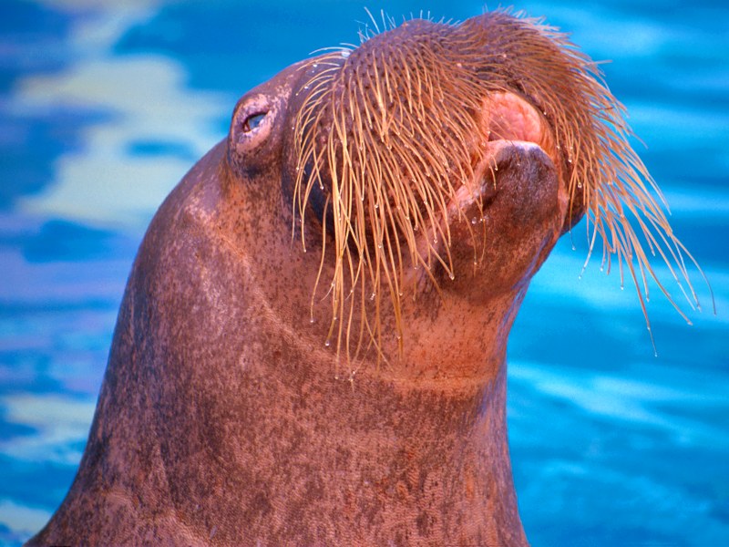 Pacific Walrus, Chukchi Sea; DISPLAY FULL IMAGE.