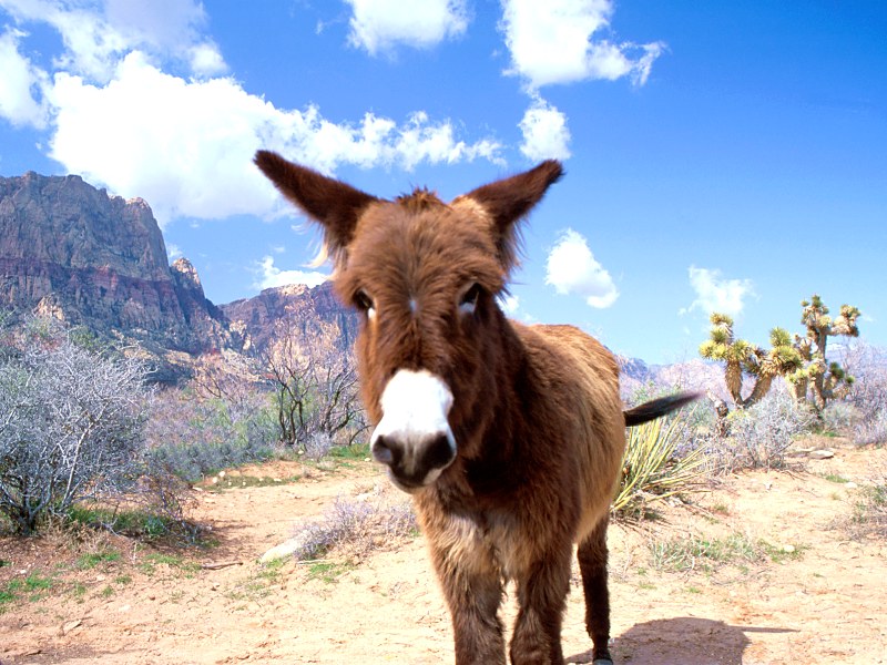 Red Rocks, Nevada (Mule?); DISPLAY FULL IMAGE.