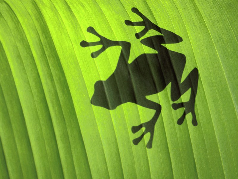 Shadow of a Treefrog, Georgia; DISPLAY FULL IMAGE.