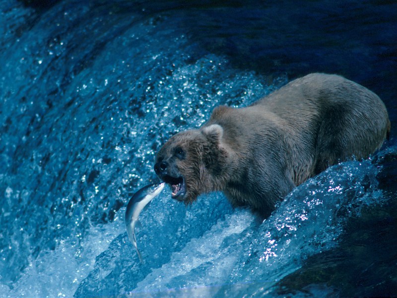 Snack Time Grizzly Bear, Canadian Rockies; DISPLAY FULL IMAGE.