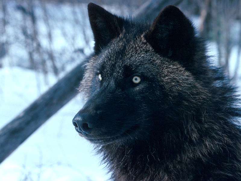Tundra Wolf, Alaska; DISPLAY FULL IMAGE.