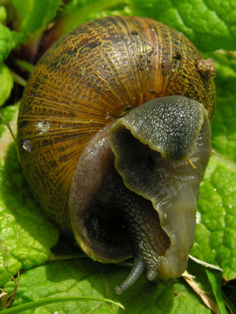 snail; DISPLAY FULL IMAGE.