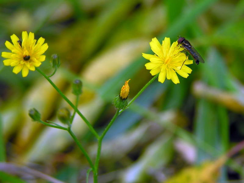 HOVERFLY; DISPLAY FULL IMAGE.