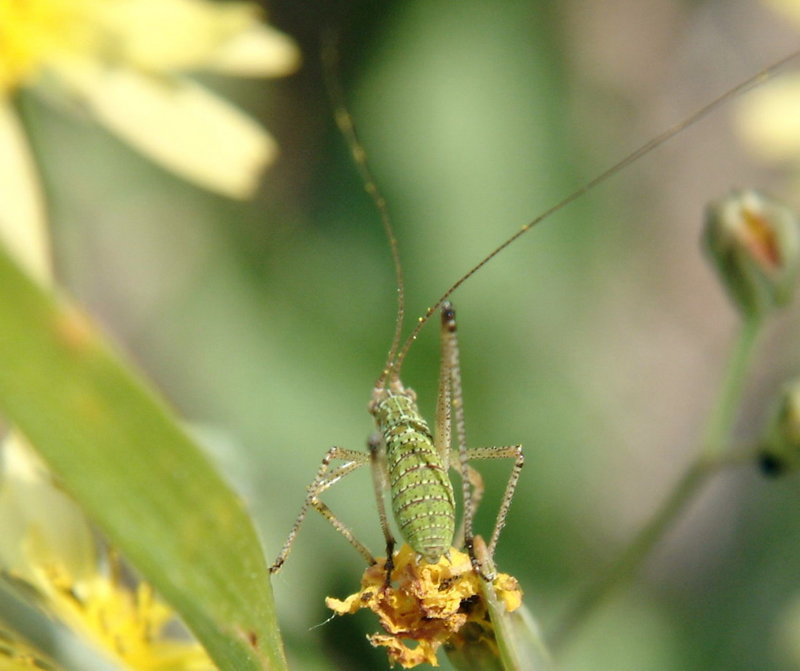 Katydid instar (5mm long) {!--베짱이 종류의 약충-->; DISPLAY FULL IMAGE.
