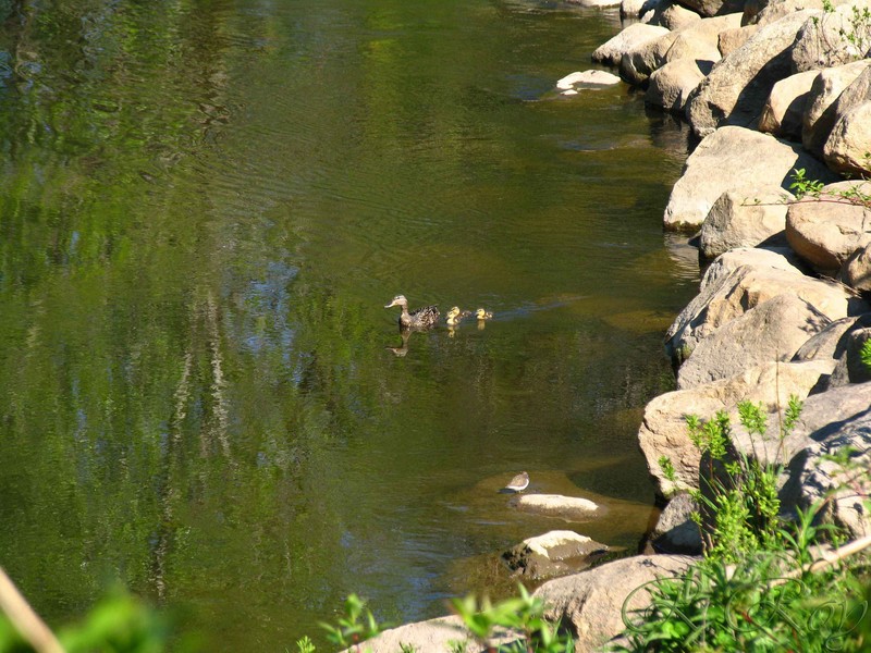 ducks; DISPLAY FULL IMAGE.