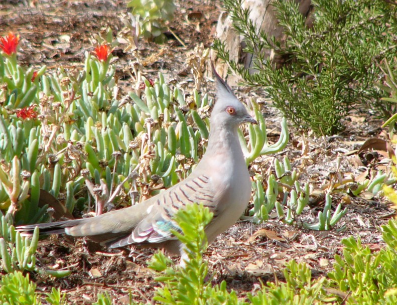 pigeon 3; DISPLAY FULL IMAGE.