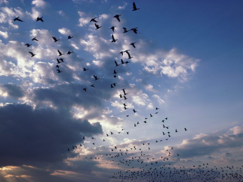 Snow Geese, Brigantine, New Jersey; DISPLAY FULL IMAGE.
