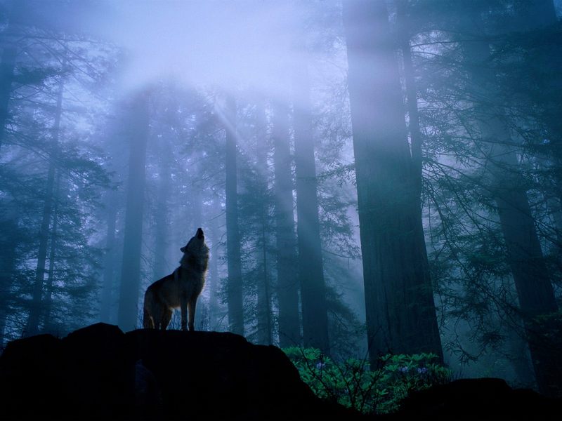 Warming Up for the Night's Howl, Gray Wolf; DISPLAY FULL IMAGE.