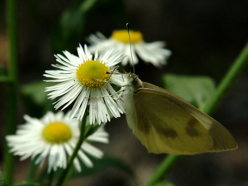 Artogeia rapae (Common Cabbage White Butterfly) {!--배추흰나비-->; DISPLAY FULL IMAGE.