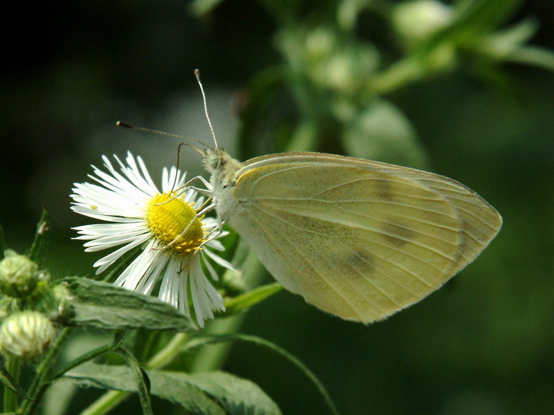 Artogeia rapae (Common Cabbage White Butterfly) {!--배추흰나비-->; DISPLAY FULL IMAGE.