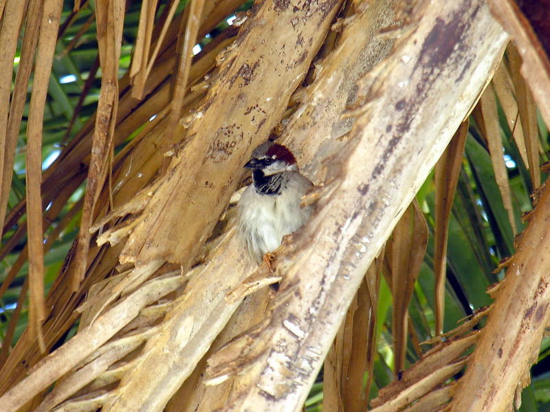 house sparrow; DISPLAY FULL IMAGE.