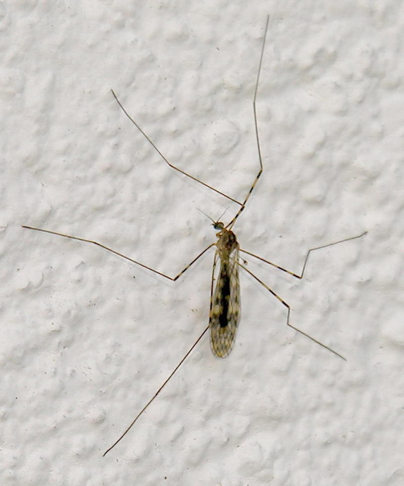 cranefly; DISPLAY FULL IMAGE.