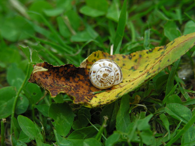 shell; DISPLAY FULL IMAGE.