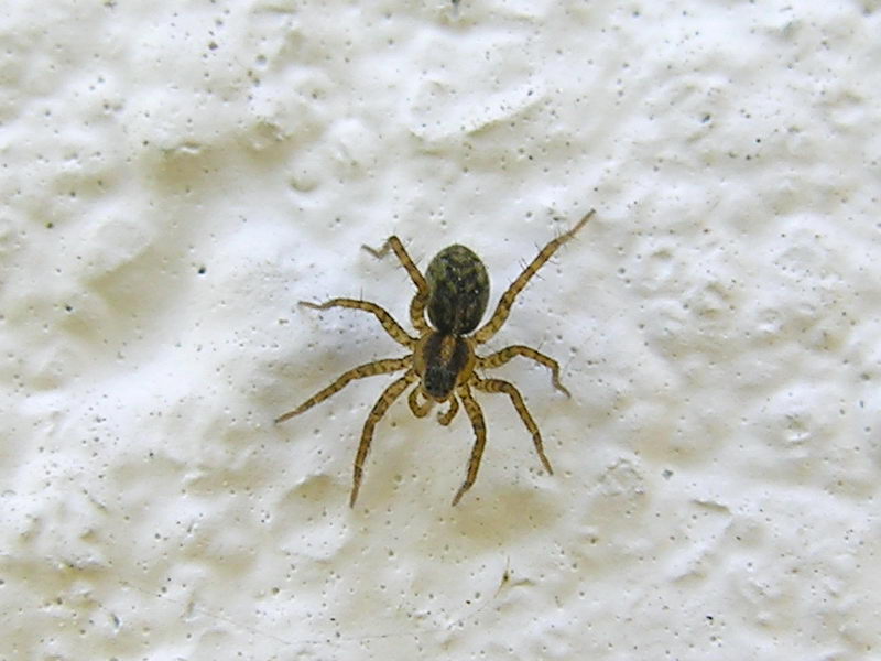spider; DISPLAY FULL IMAGE.