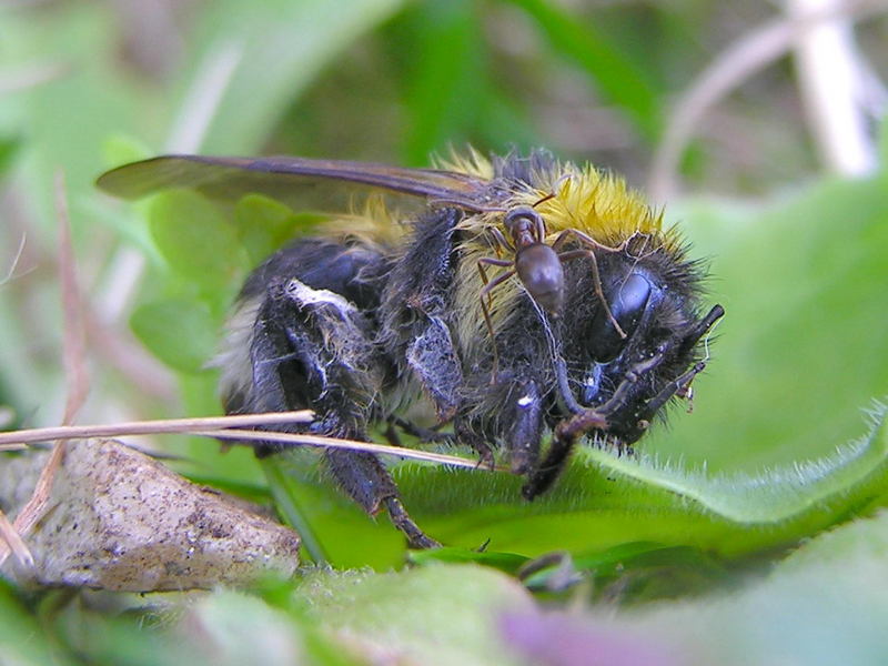 bee & ant; DISPLAY FULL IMAGE.