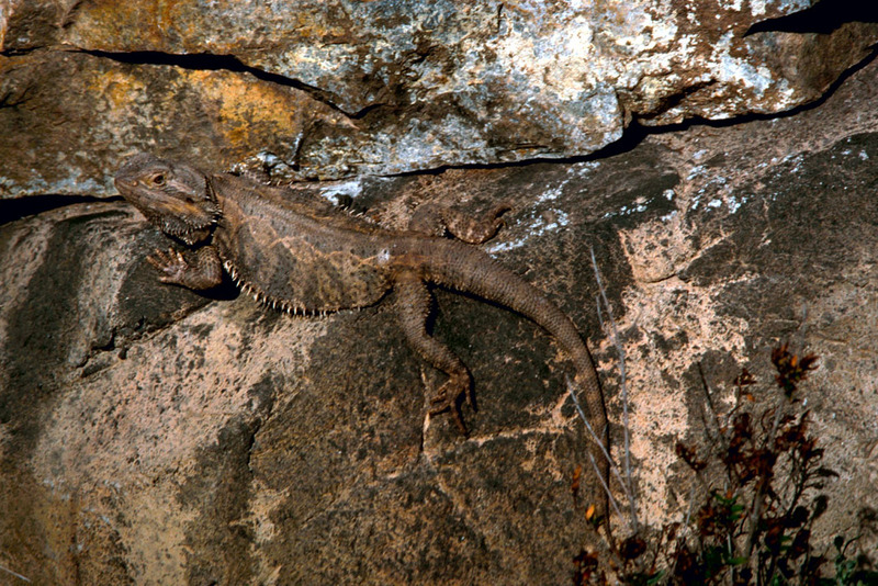 Bearded Dragon (Pogona vitticeps) {!--턱수염도마뱀-->; DISPLAY FULL IMAGE.