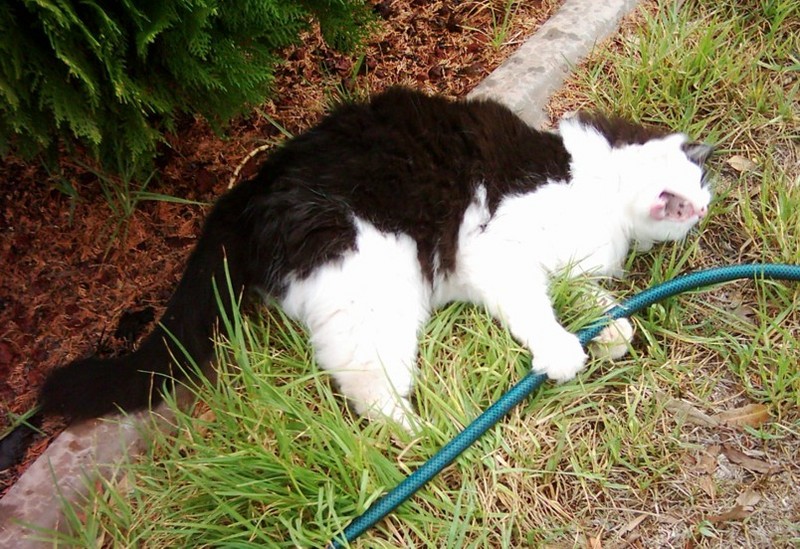 Velcro attacks the hose; DISPLAY FULL IMAGE.