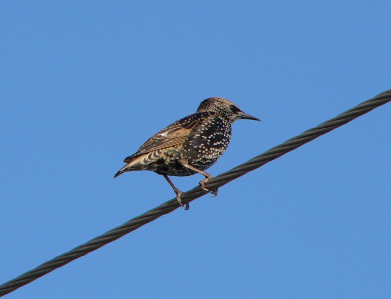 starling on wire; DISPLAY FULL IMAGE.