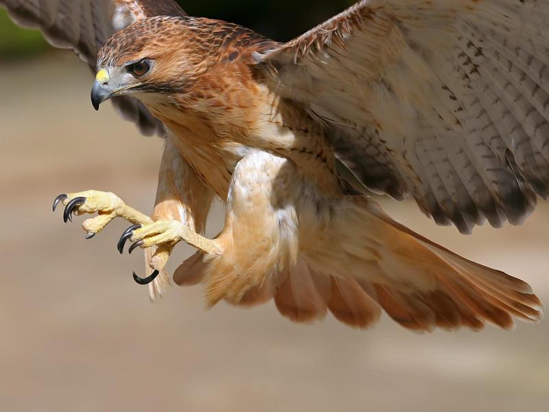 Falcon; DISPLAY FULL IMAGE.