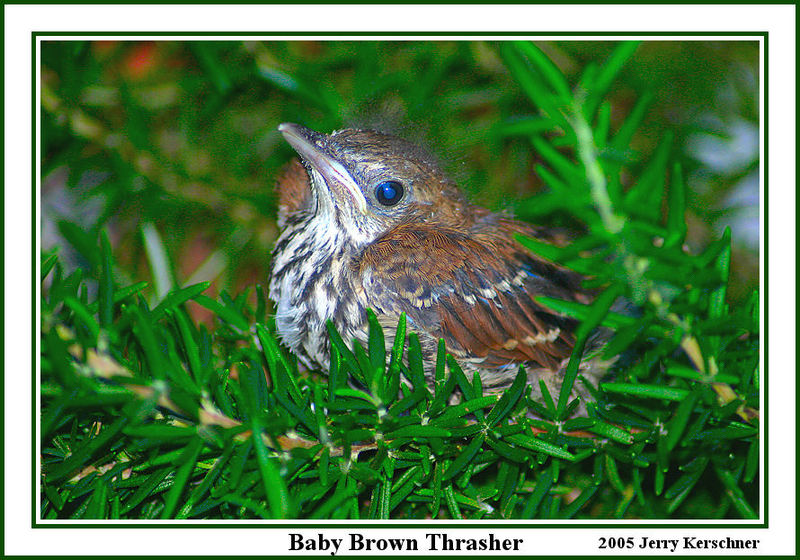 Baby Brown Thrasher; DISPLAY FULL IMAGE.