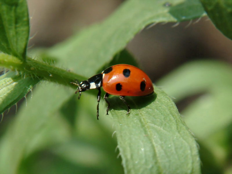 Coccinella septempunctata (Seven-spot Ladybird) {!--칠성무당벌레-->; DISPLAY FULL IMAGE.