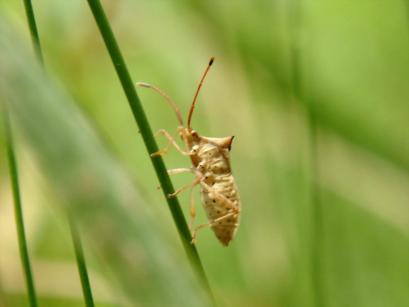 Cletus punctiger (Squash bug) {!--시골가시허리노린재-->; DISPLAY FULL IMAGE.