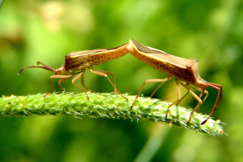 Cletus punctiger (Squash bugs, mating) {!--시골가시허리노린재-->; DISPLAY FULL IMAGE.