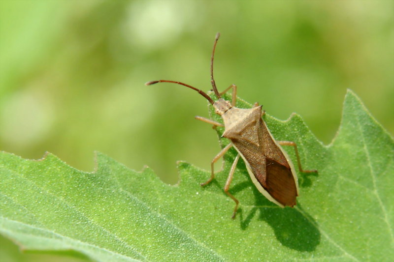 Cletus punctiger (Squash bug) {!--시골가시허리노린재-->; DISPLAY FULL IMAGE.