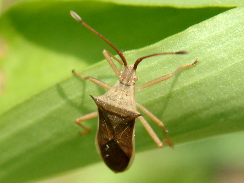 Cletus punctiger (Squash bug) {!--시골가시허리노린재-->; DISPLAY FULL IMAGE.