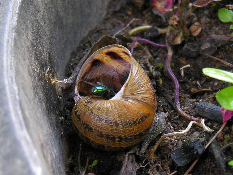 fly & snail; DISPLAY FULL IMAGE.