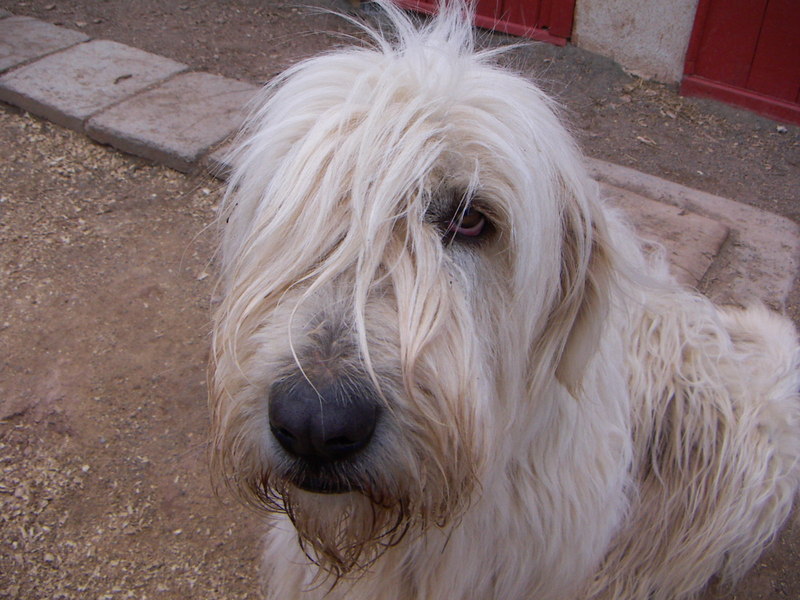 the cutest dog; DISPLAY FULL IMAGE.