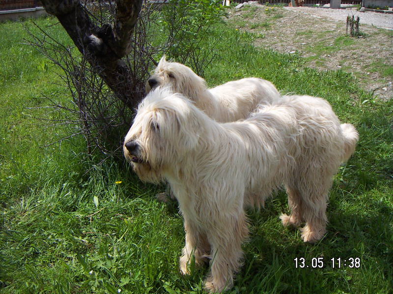 romanian shepherd dogs; DISPLAY FULL IMAGE.