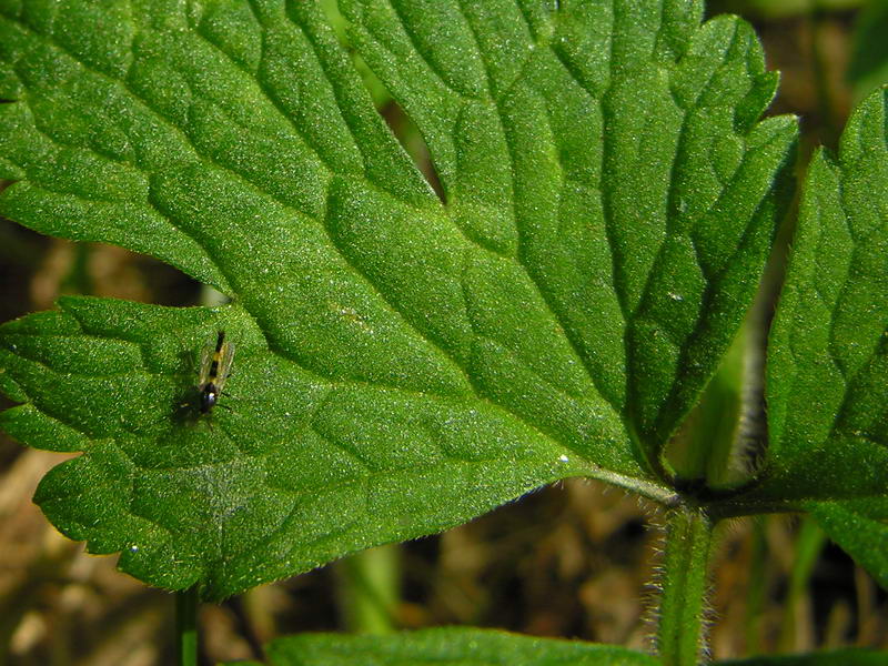 very little fly; DISPLAY FULL IMAGE.