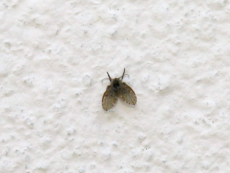 fly; DISPLAY FULL IMAGE.